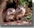 MARMOTTE